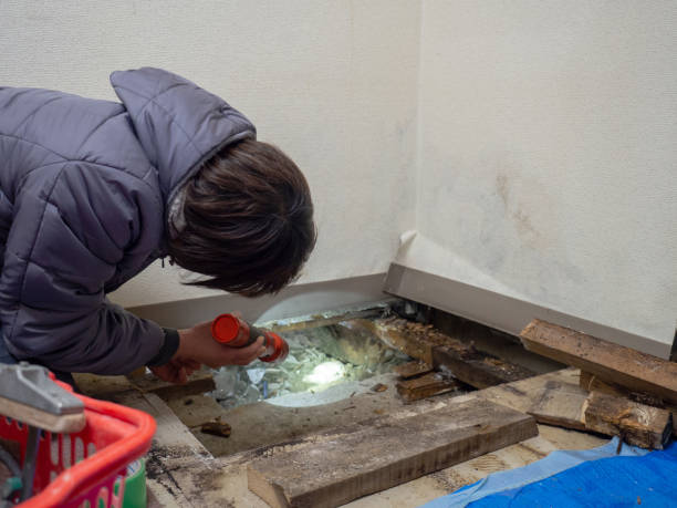 Best Attic Mold Removal  in Allendale, NJ